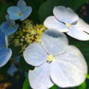 ヒメ日記 2025/06/12 14:39 投稿 りさ 奥様プリモ