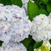 ヒメ日記 2025/06/18 10:39 投稿 りさ 奥様プリモ