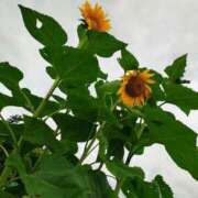 ヒメ日記 2025/06/27 11:09 投稿 りさ 奥様プリモ