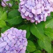 ヒメ日記 2025/06/27 12:09 投稿 りさ 奥様プリモ