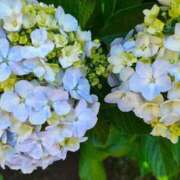 ヒメ日記 2025/06/29 12:09 投稿 りさ 奥様プリモ