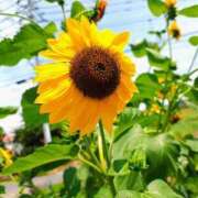 ヒメ日記 2025/07/11 11:09 投稿 りさ 奥様プリモ