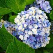 ヒメ日記 2025/07/11 15:20 投稿 りさ 奥様プリモ