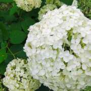 ヒメ日記 2025/07/14 09:19 投稿 りさ 奥様プリモ