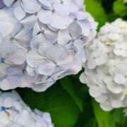 ヒメ日記 2025/07/14 10:09 投稿 りさ 奥様プリモ