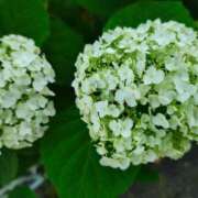 ヒメ日記 2025/07/17 13:09 投稿 りさ 奥様プリモ