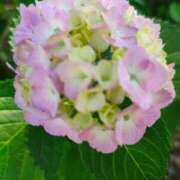 ヒメ日記 2025/07/18 12:19 投稿 りさ 奥様プリモ