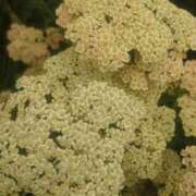 ヒメ日記 2025/07/22 20:09 投稿 りさ 奥様プリモ