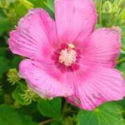 ヒメ日記 2025/07/28 12:19 投稿 りさ 奥様プリモ