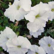 ヒメ日記 2025/08/05 11:18 投稿 りさ 奥様プリモ