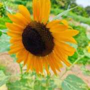 ヒメ日記 2025/08/16 19:09 投稿 りさ 奥様プリモ