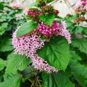 ヒメ日記 2025/09/22 14:10 投稿 りさ 奥様プリモ