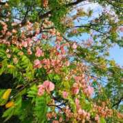 ヒメ日記 2025/10/06 12:19 投稿 りさ 奥様プリモ