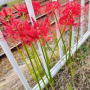 ヒメ日記 2025/10/14 14:19 投稿 りさ 奥様プリモ