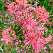 ヒメ日記 2025/10/14 15:09 投稿 りさ 奥様プリモ