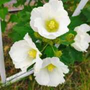 ヒメ日記 2025/10/22 16:09 投稿 りさ 奥様プリモ