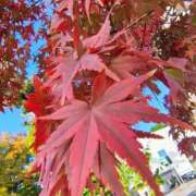 ヒメ日記 2025/11/07 16:17 投稿 りさ 奥様プリモ