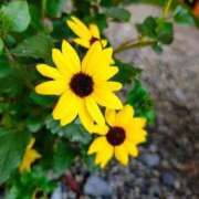 ヒメ日記 2025/11/08 20:09 投稿 りさ 奥様プリモ