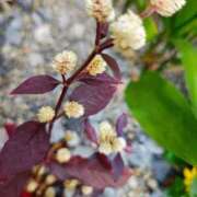 ヒメ日記 2025/11/08 21:09 投稿 りさ 奥様プリモ