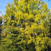 ヒメ日記 2025/11/08 23:09 投稿 りさ 奥様プリモ