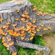 ヒメ日記 2025/11/09 01:19 投稿 りさ 奥様プリモ