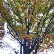 ヒメ日記 2025/11/10 12:09 投稿 りさ 奥様プリモ