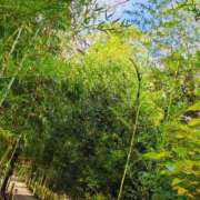 ヒメ日記 2025/11/10 14:19 投稿 りさ 奥様プリモ