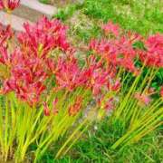 ヒメ日記 2025/11/13 13:19 投稿 りさ 奥様プリモ