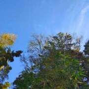 ヒメ日記 2025/11/15 17:15 投稿 りさ 奥様プリモ