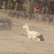 ヒメ日記 2025/11/17 01:19 投稿 りさ 奥様プリモ