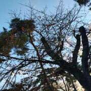 ヒメ日記 2025/11/25 13:19 投稿 りさ 奥様プリモ