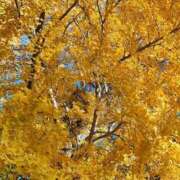 りさ 年内に、、、 奥様プリモ