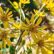 りさ 健康診断 奥様プリモ