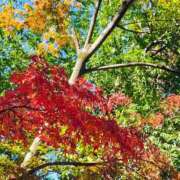 ヒメ日記 2025/12/11 15:19 投稿 りさ 奥様プリモ