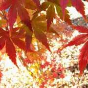 ヒメ日記 2025/12/11 17:19 投稿 りさ 奥様プリモ