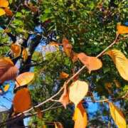 ヒメ日記 2025/12/11 18:19 投稿 りさ 奥様プリモ