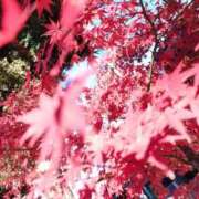 ヒメ日記 2025/12/18 19:19 投稿 りさ 奥様プリモ