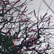 ヒメ日記 2026/02/16 10:19 投稿 りさ 奥様プリモ