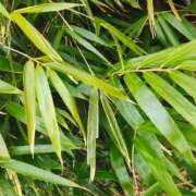 ヒメ日記 2026/02/17 12:19 投稿 りさ 奥様プリモ