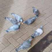 ヒメ日記 2026/02/24 13:09 投稿 りさ 奥様プリモ