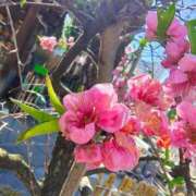 ヒメ日記 2026/03/09 13:19 投稿 りさ 奥様プリモ