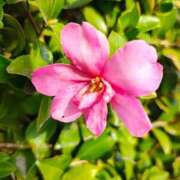 ヒメ日記 2026/03/13 10:09 投稿 りさ 奥様プリモ