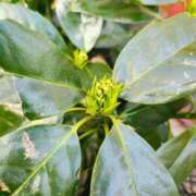 ヒメ日記 2026/03/16 11:09 投稿 りさ 奥様プリモ