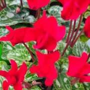 ヒメ日記 2026/03/17 13:12 投稿 りさ 奥様プリモ