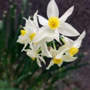 ヒメ日記 2026/03/20 12:20 投稿 りさ 奥様プリモ