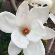 ヒメ日記 2026/03/20 16:19 投稿 りさ 奥様プリモ