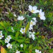 ヒメ日記 2026/03/22 10:19 投稿 りさ 奥様プリモ