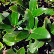 ヒメ日記 2026/03/22 11:19 投稿 りさ 奥様プリモ