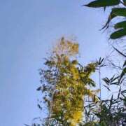 ヒメ日記 2026/03/23 14:09 投稿 りさ 奥様プリモ