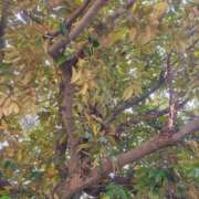 ヒメ日記 2026/03/23 18:19 投稿 りさ 奥様プリモ